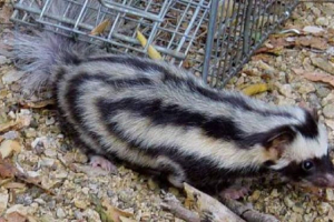 Dwarf skuns - najmniejszy predator meksyk Dwarf skuns - najmniejszy predator meksyk